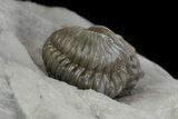 Two Enrolled Flexicalymene Trilobites - Ohio #136964-3